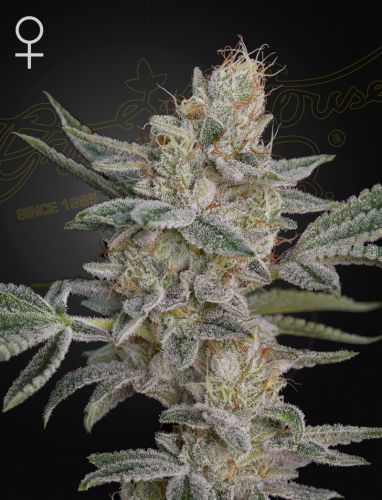 Super Lemon Haze x RS11 - 3-pack - Feminised - Green House