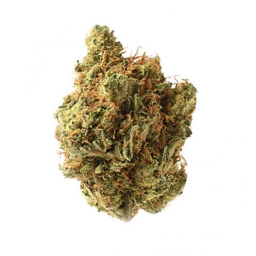 Amnesia Haze - Feminised - Amsterdam Genetics - 5PACK